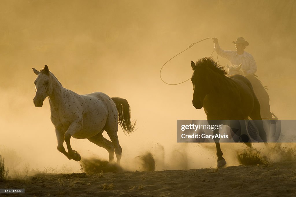 Chevaux