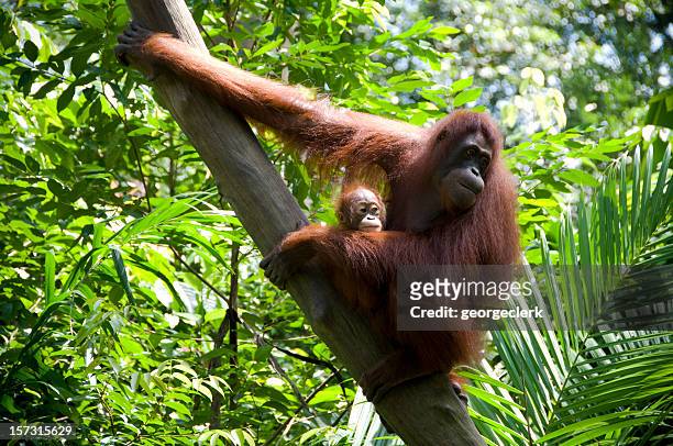 mother and child orangutans - orangutang bildbanksfoton och bilder