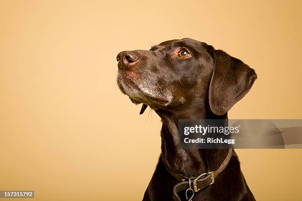 shorthaired pointer alemán - german shorthaired pointer fotografías e imágenes de stock