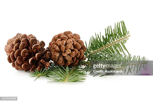 pine cones and needles - pinecone stock pictures, royalty-free photos & images