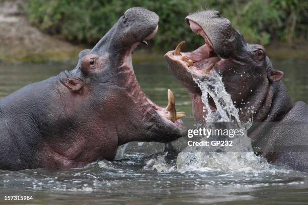 two hippopotamuses fighting in a river - animals fighting stock pictures, royalty-free photos & images