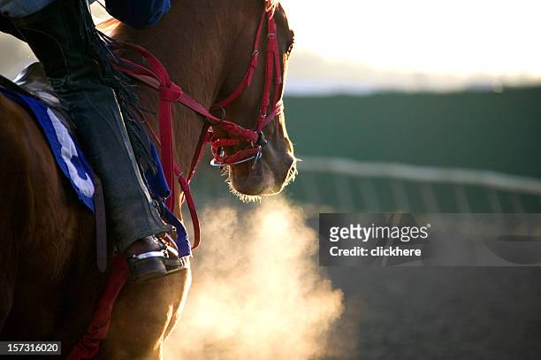 race horse galloping-farbe - rennpferd stock-fotos und bilder