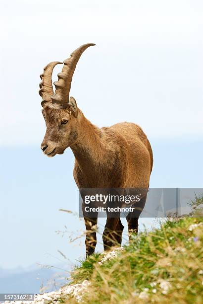 rock cabra, íbice - ibex fotografías e imágenes de stock