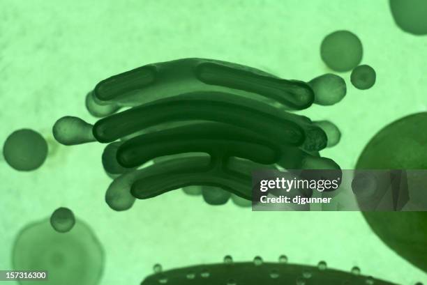 the cell: golgi apparatus model - endoplasmic reticulum stock pictures, royalty-free photos & images