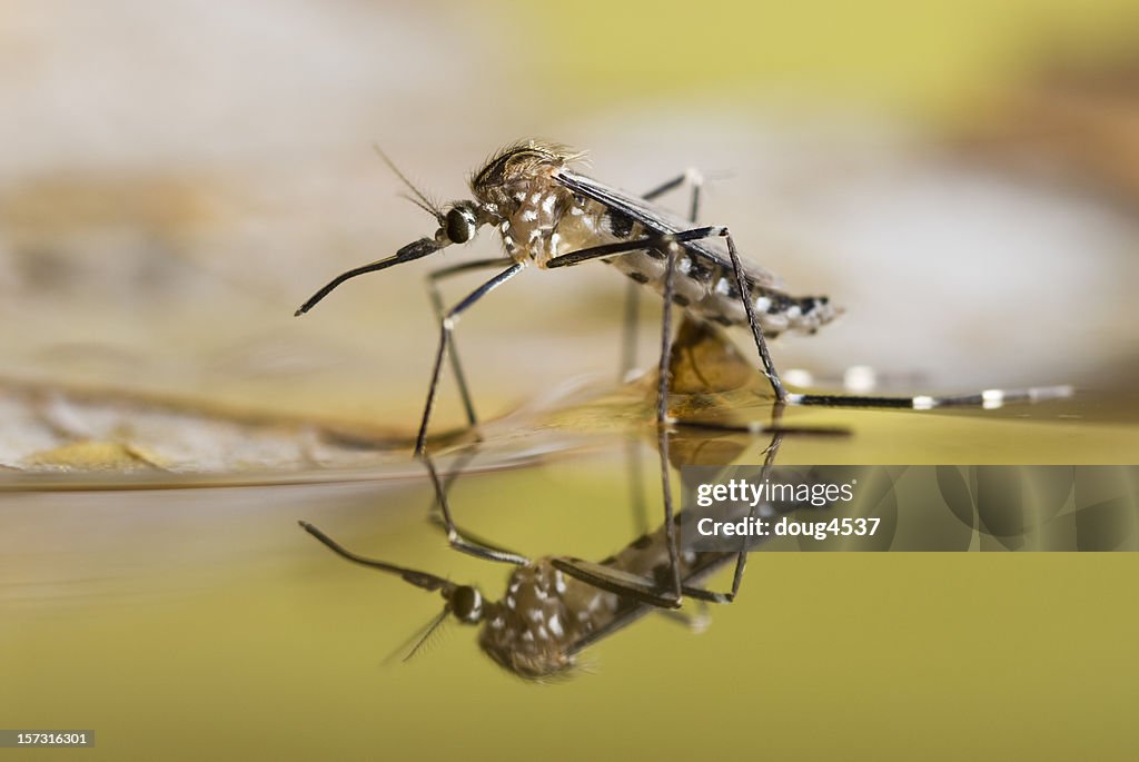 Black and white spotted mosquito on the surface of liquid