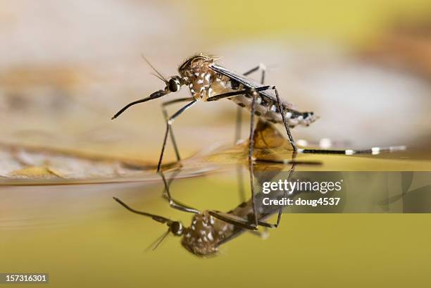 black and white spotted mosquito on the surface of liquid - mygga bildbanksfoton och bilder