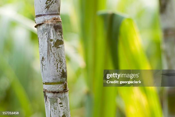 macro di canna da zucchero - canna da zucchero foto e immagini stock