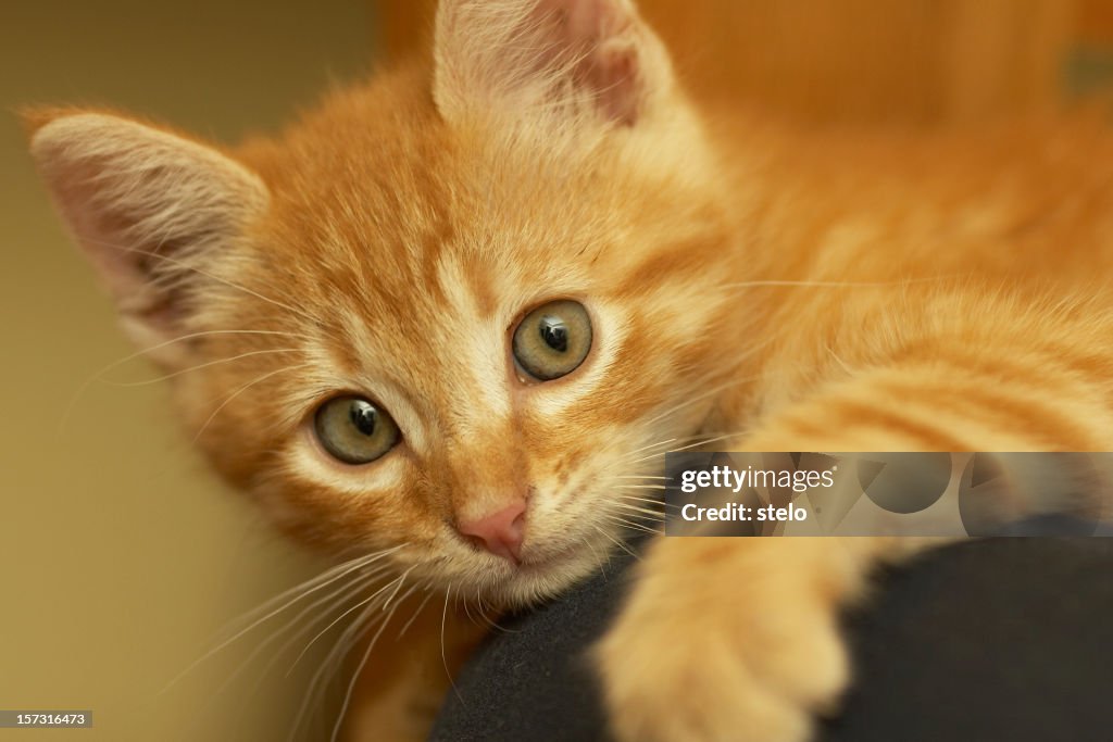 Portrait d'un chaton orange