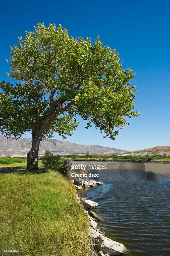 Rio Grande River and cottonwood tree El Paso Texas