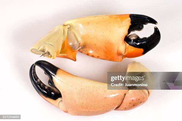 two stone crab claws - crab legs stock pictures, royalty-free photos & images