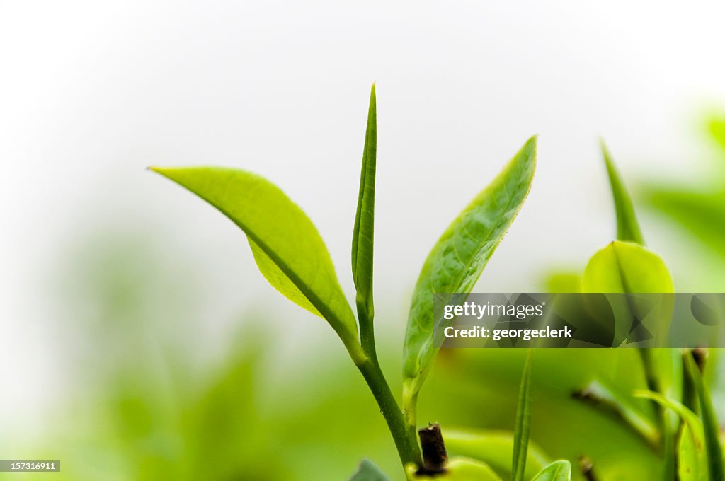 Tea Crop in Mist