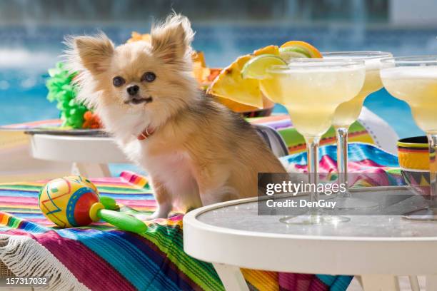 chihuahua next to margaritas by pool - chihuahua mexico stock pictures, royalty-free photos & images