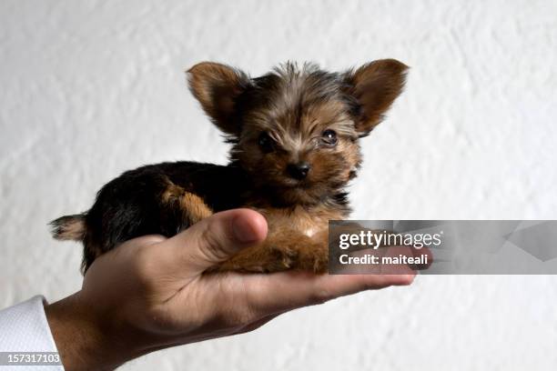 carry on a hand - yorkshire terrier stock pictures, royalty-free photos & images