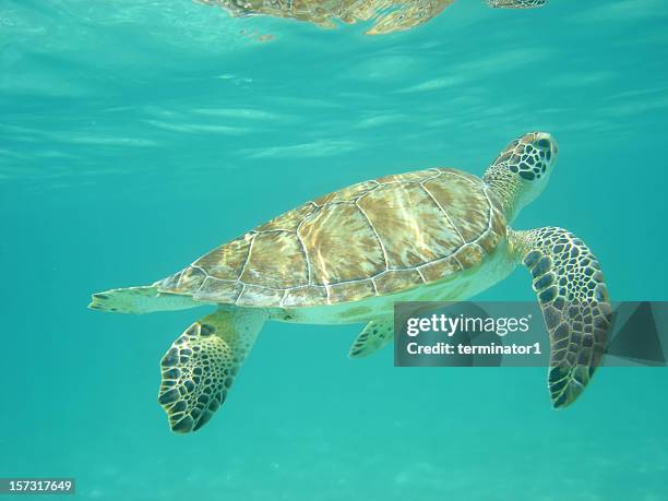underwater photo of sea turtle surfacing for air - loggerhead turtle stock pictures, royalty-free photos & images