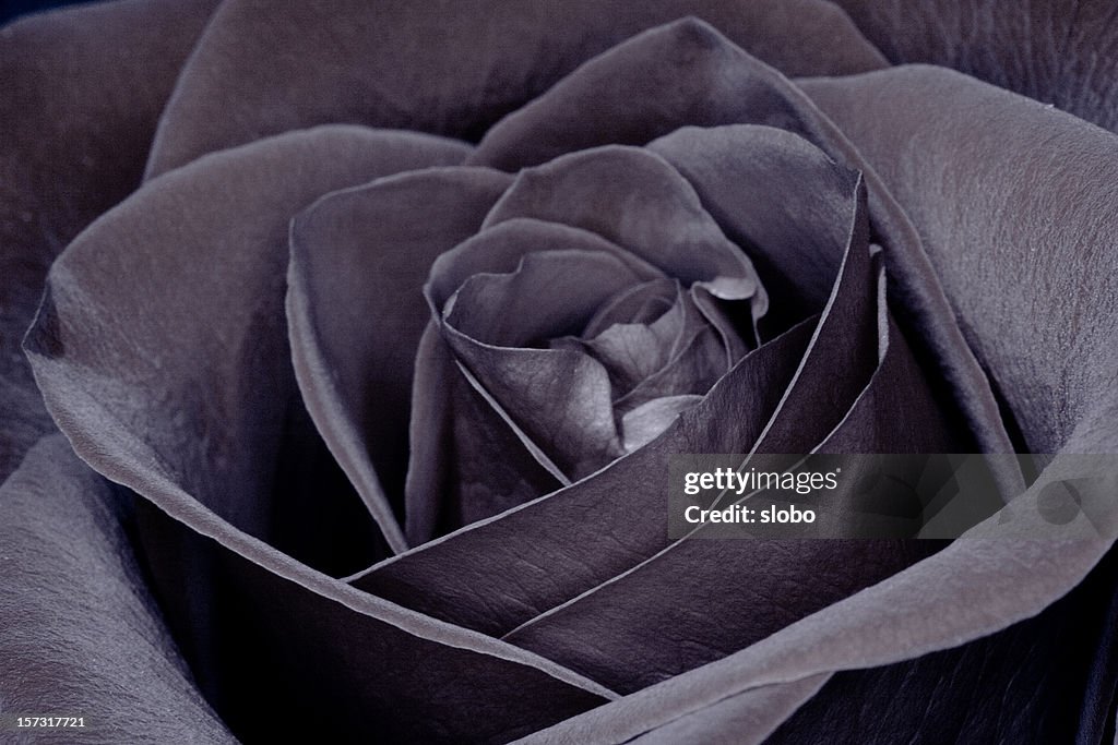 Black Rose