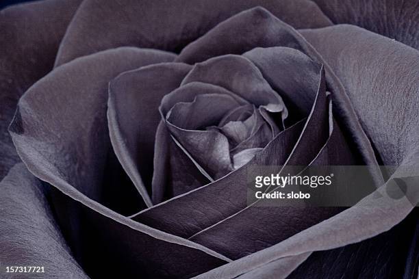 743 Black Rose Wallpaper Photos and Premium High Res Pictures - Getty Images