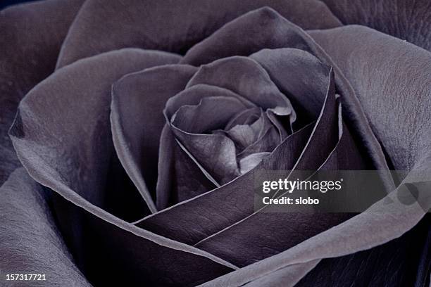743 Black Rose Wallpaper Photos and Premium High Res Pictures - Getty Images 743 Black Rose Wallpaper Photos and Premium High Res Pictures - Getty Images