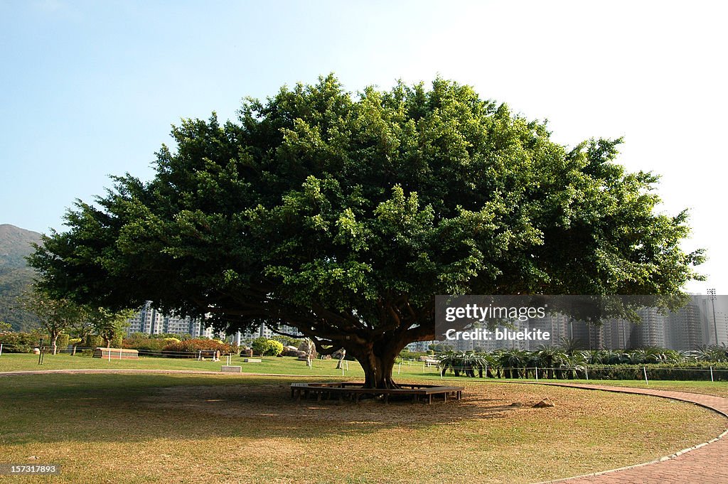 Big Banyan Tree High-Res Stock Photo - Getty Images Big Banyan Tree High-Res Stock Photo - Getty Images