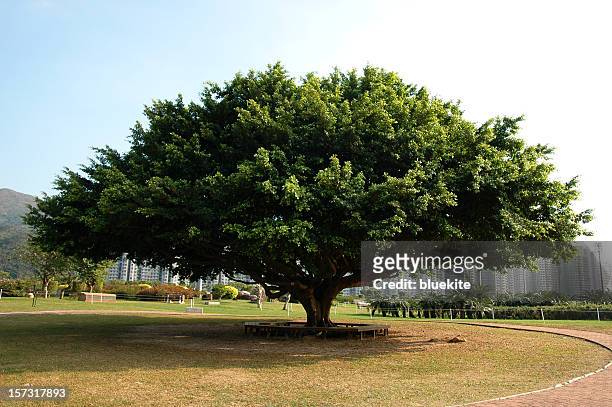 big banyan tree - banyan tree 個照片及圖片檔