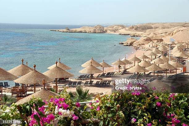 exotic beach with parasols and bougainvillea , sharm el-sheikh, egypt - sharm al sheikh stockfoto's en -beelden