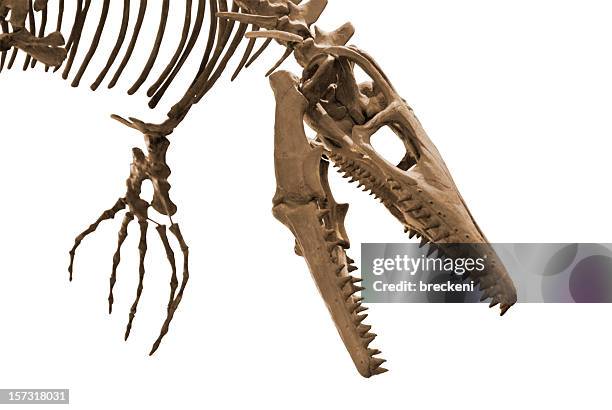 a close-up of the head of a dinosaur skeleton - dinosaur skeleton stock pictures, royalty-free photos & images