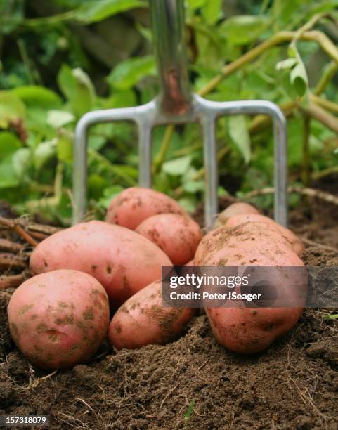 freshly dug potatos - gardening fork stock pictures, royalty-free photos & images