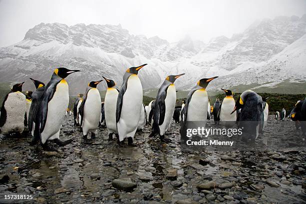 cama king penguins - antarctica penguin fotografías e imágenes de stock