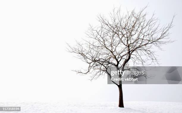 winter tree - kale boom stockfoto's en -beelden