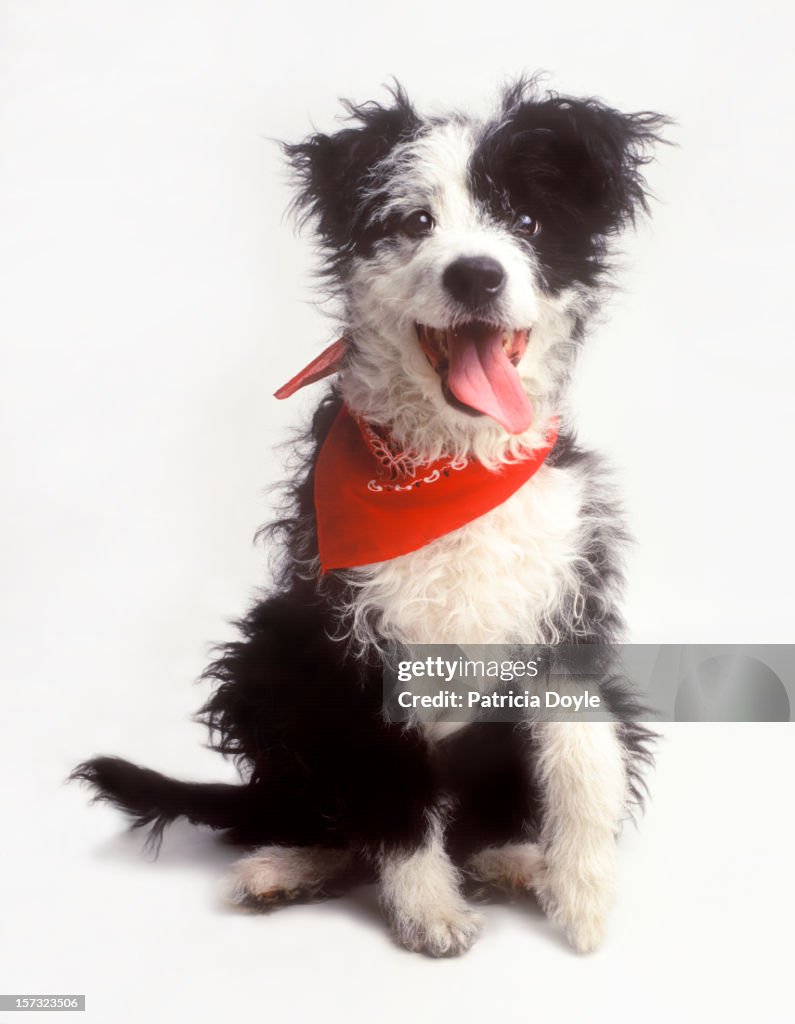 A happy Border Collie, eager to please