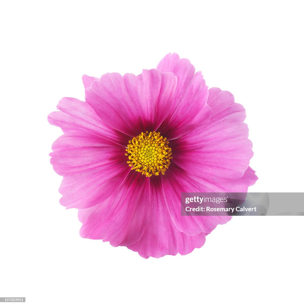 Single pink cosmos flower in close-up