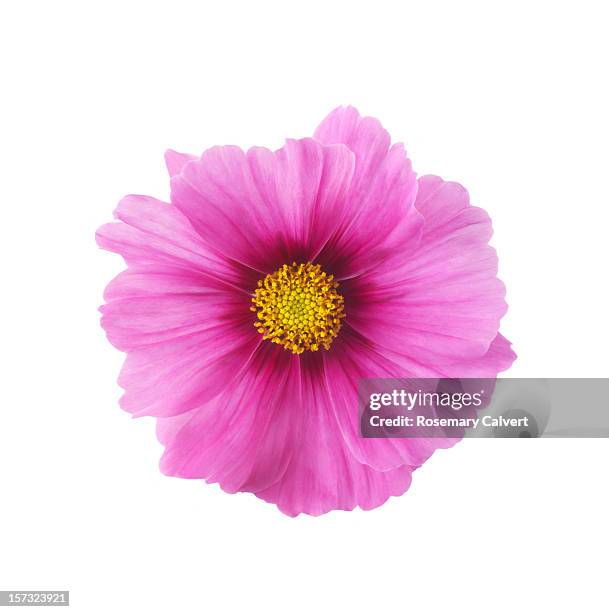 single pink cosmos flower in close-up - single flower stockfoto's en -beelden