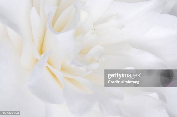 white kamelie-gattung - camellia stock-fotos und bilder