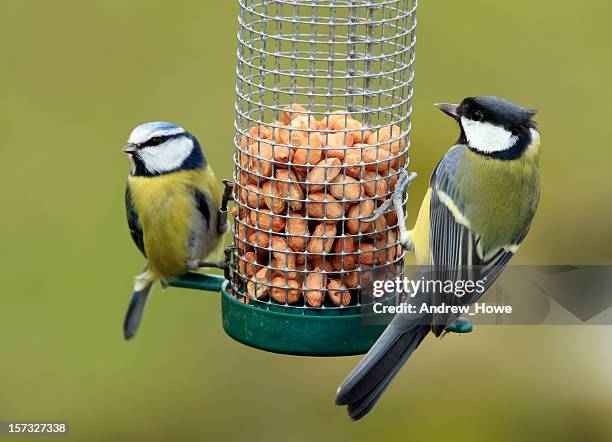 great und blau meise labt sich - vogelfutterspender stock-fotos und bilder