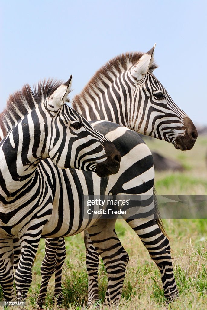 Zebre