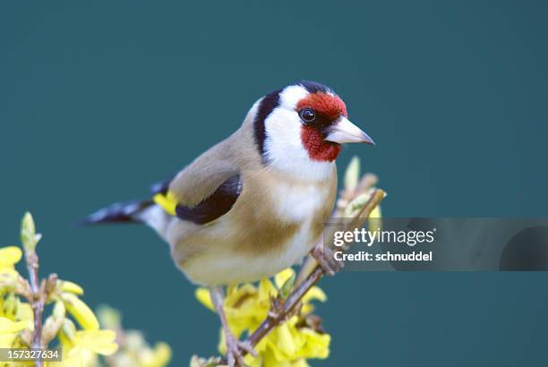 stieglitz on a forsythia branch - carduelis carduelis stock pictures, royalty-free photos & images