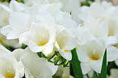 Blooming White Freesia