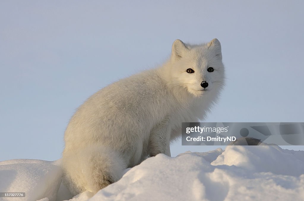 Arctic fox looks into the distance .