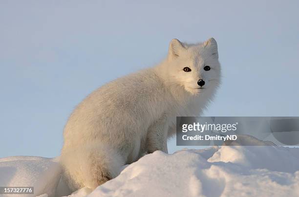 arctic fox looks into the distance . - arctic fox stock pictures, royalty-free photos & images