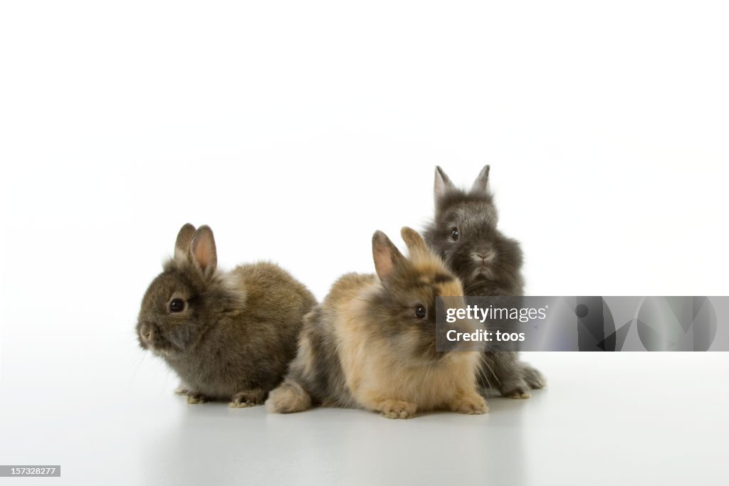 Three Baby Bunnies Isolated On White Background High-Res Stock Photo ...
