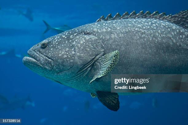 giant grouper - epinephelus lanceolatus stock pictures, royalty-free photos & images