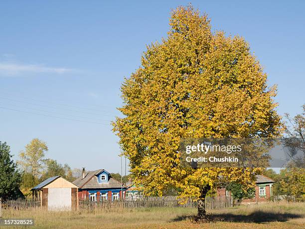 lime-tree - lime tree stock pictures, royalty-free photos & images