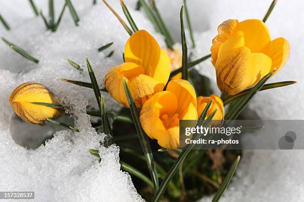 spring is coming - crocus stock pictures, royalty-free photos & images