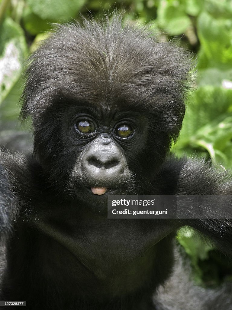 Bébé Gorille au Rwanda (partie d'une série