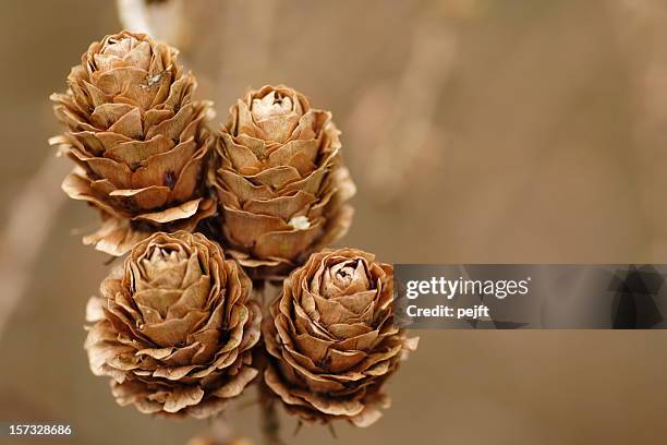 lärche (larix decidua) hütchen quintet - larch tree stock-fotos und bilder