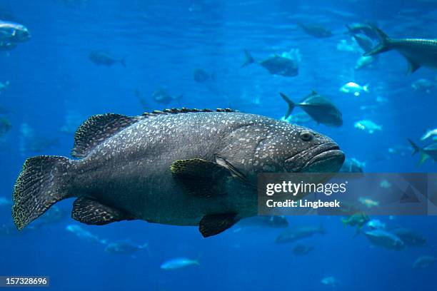 giant grouper - tandbaars stockfoto's en -beelden