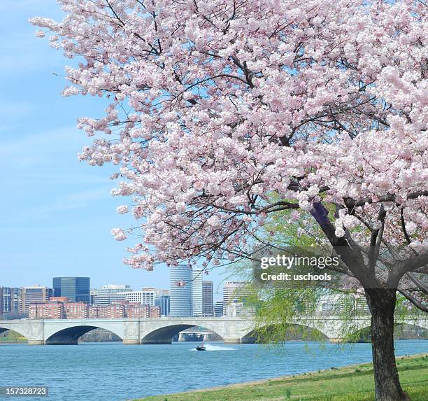 fiore di ciliegio e arlington memorial bridge - potomac foto e immagini stock