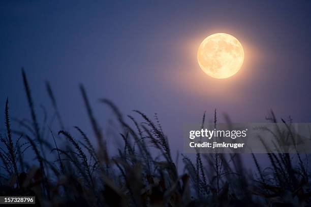 ernte-mond. - vollmond stock-fotos und bilder