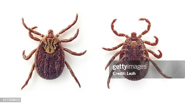ixodid spunta - acaro foto e immagini stock
