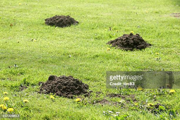 molehills on the lawn - molehill stock pictures, royalty-free photos & images