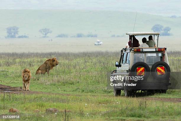 a safari jeep near a pride of lions in a field - lion safari stock pictures, royalty-free photos & images